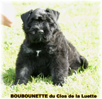 CHIOT Bouvier des Flandres  de l'Elevage du CLOS DE LA LUETTE - COPYRIGHT DEPOSE